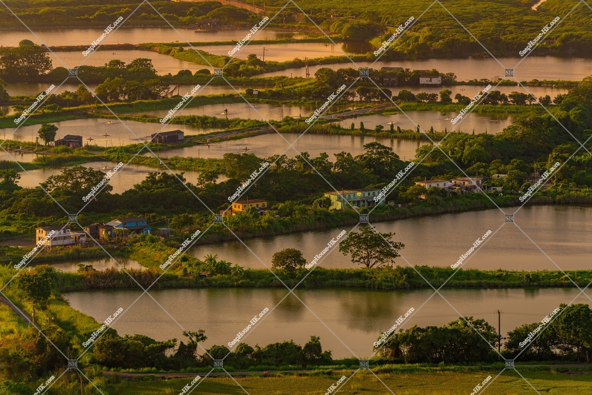 Evening view of ponds at Fung Lok Wai, No.1