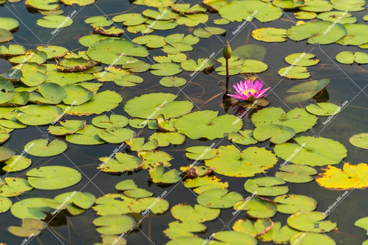 Lotus in Hong Kong Wetland Park, No.2