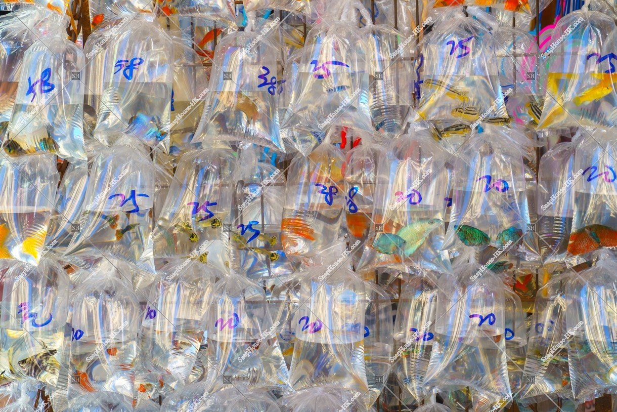 Goldfish Market at Mong Kok, No.1