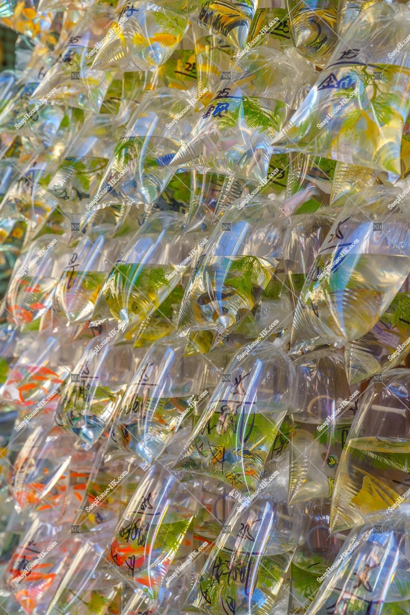 Goldfish Market at Mong Kok, No.3