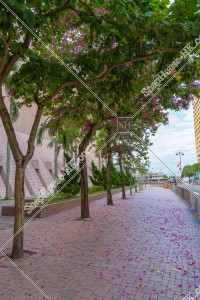 Bauhinia x blakeana in the city area, No.2