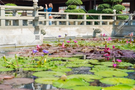 Lotus Pond, Chi Lin Nunnery, No.1