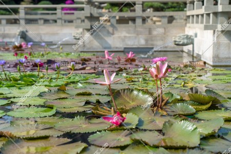 Lotus Pond, Chi Lin Nunnery, No.4