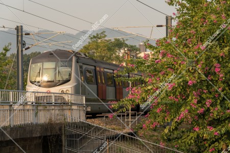 MTR Train with Bauhinia x blakeana, East Rail Line