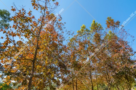 View of autumn leaves ,Tai Tong, Yuen Long, No.1