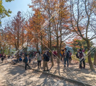 View of autumn leaves ,Tai Tong, Yuen Long, No.5