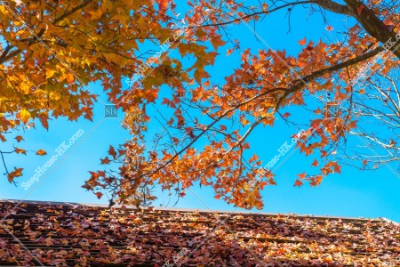 View of autumn leaves ,Tai Tong, Yuen Long, No.7