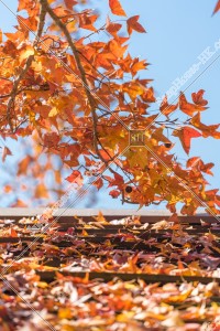 View of autumn leaves ,Tai Tong, Yuen Long, No.10