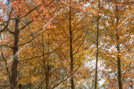 View of autumn leaves ,Tai Tong, Yuen Long, No.12