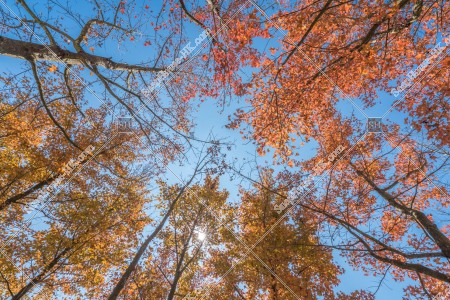 View of autumn leaves ,Tai Tong, Yuen Long, No.13