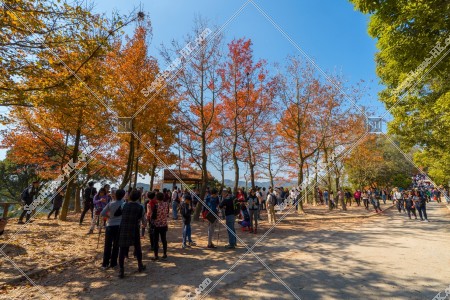 View of autumn leaves ,Tai Tong, Yuen Long, No.14