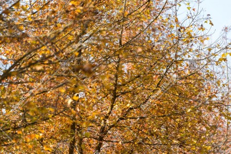 View of autumn leaves ,Tai Tong, Yuen Long, No.15