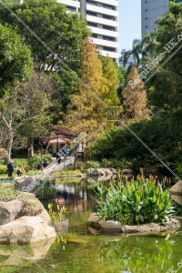 Autumn of Hong Kong Park Pond and autumn leaves under the trees