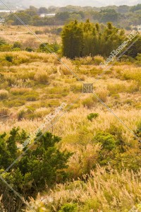 View of the grass field, Ping Yeung, No.3
