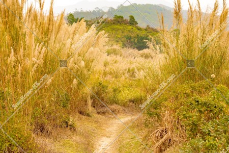 View of the grass field, Ping Yeung, No.6
