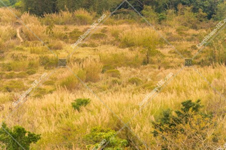 View of the grass field, Ping Yeung, No.10