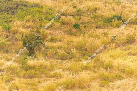 View of the grass field, Ping Yeung, No.12