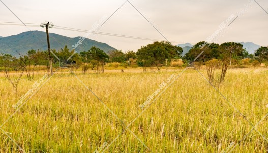 View of the grass field, Ping Yeung, No.14