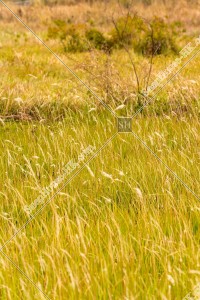 View of the grass field, Ping Yeung, No.17