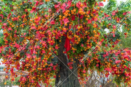 Wishing Trees, Lam Tsuen, Tai Po, No.1