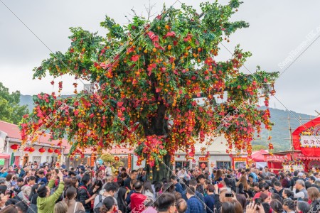 Wishing Trees, Lam Tsuen, Tai Po, No.2