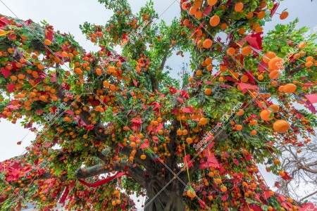 Wishing Trees, Lam Tsuen, Tai Po, No.3