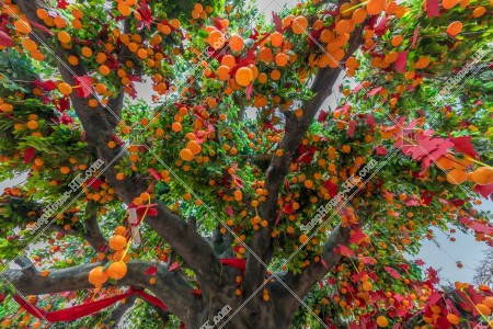 Wishing Trees, Lam Tsuen, Tai Po, No.4