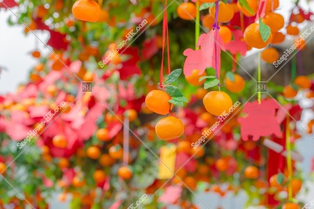 Wishing Trees, Lam Tsuen, Tai Po, No.5
