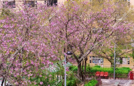Bauhinia x blakeana blooming in residential area
