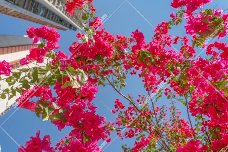 Bougainvillea, No.1