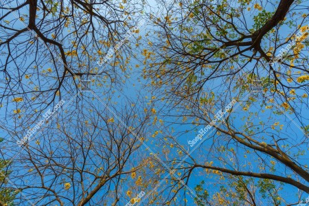 Tabebuia chrysotricha at Nam Cheong Park, No.10