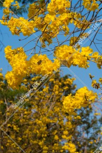 Tabebuia chrysotricha at Nam Cheong Park, No.15