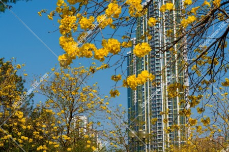 Tabebuia chrysotricha at Nam Cheong Park, No.19