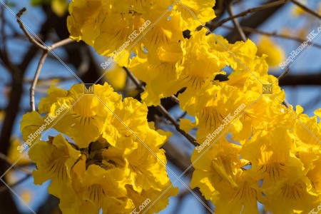 Tabebuia chrysotricha at Nam Cheong Park, No.20