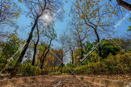 Tabebuia chrysotricha at Nam Cheong Park, No.21