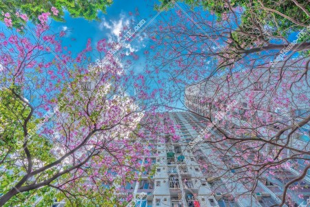 Tabebuia rosea, Kwai Fong, No9