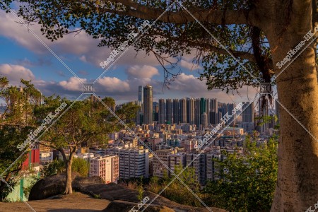 View of Sham Shui Po with tree, No.1