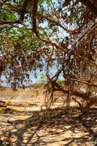 View of Ma Shi Chau with Plover Cove, No.2