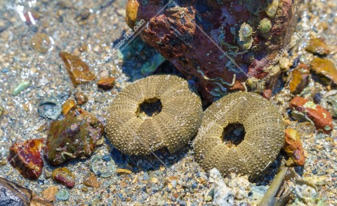 Salmacis sphaeroides at Ma Shi Chau, No.1