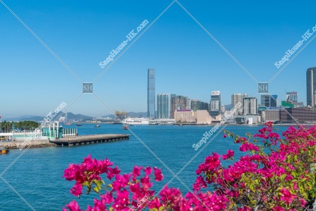 View of West Kowloon to Tsim Sha Tsui with flowers