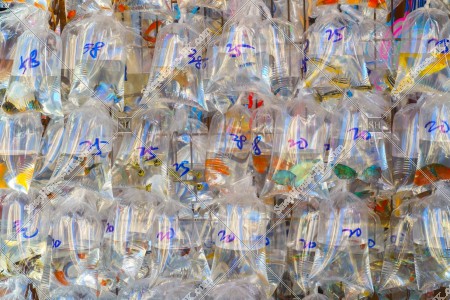 Goldfish Market at Mong Kok, No.1