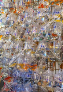 Goldfish Market at Mong Kok, No.2
