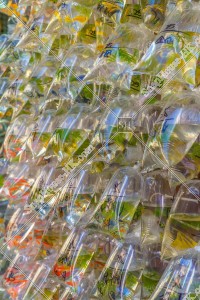 Goldfish Market at Mong Kok, No.3