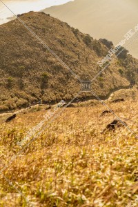 Miscanthus at Sunset Peak, No.9