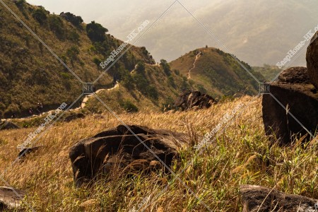 Miscanthus at Sunset Peak, No.10