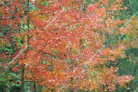 View of autumn leaves ,Tai Tong, Yuen Long, No.16