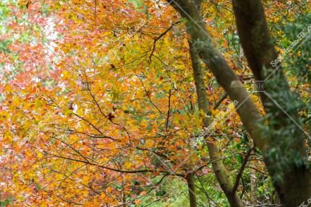 View of autumn leaves ,Tai Tong, Yuen Long, No.17