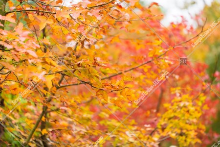 View of autumn leaves ,Tai Tong, Yuen Long, No.18