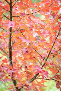 View of autumn leaves ,Tai Tong, Yuen Long, No.19