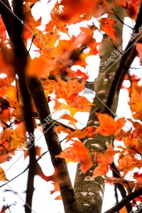 View of autumn leaves ,Tai Tong, Yuen Long, No.20